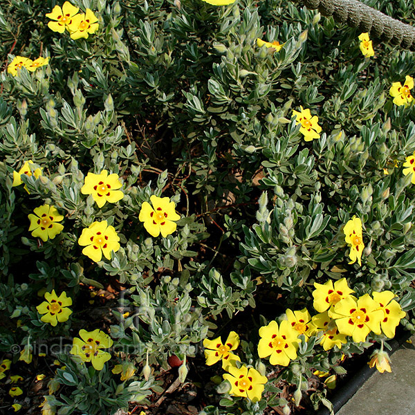 Big Photo of Halimium Lasianthemum