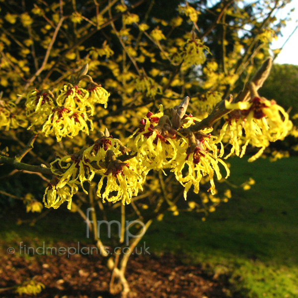 Big Photo of Hamamelis Mollis