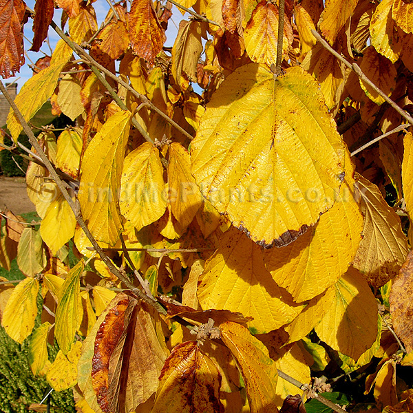 Big Photo of Hamamelis Mollis