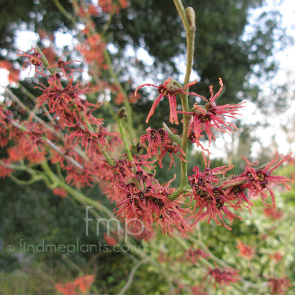 Big Photo of Hamamelis X Intermedia, Flower Close-up