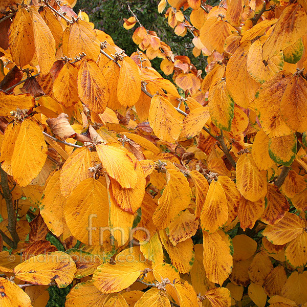 Big Photo of Hamamelis X Intermedia