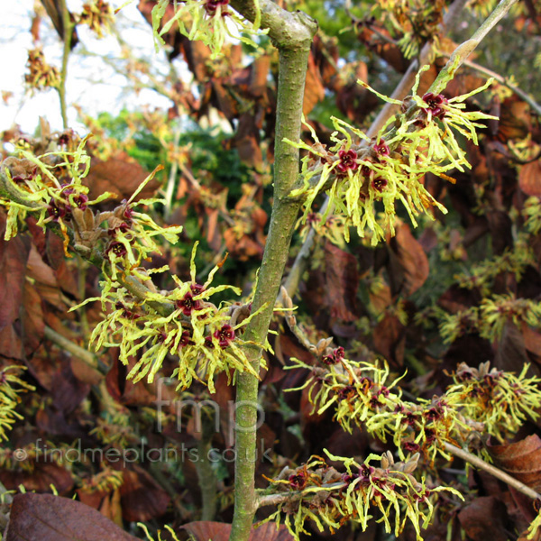 Big Photo of Hamamelis X Intermedia, Flower Close-up