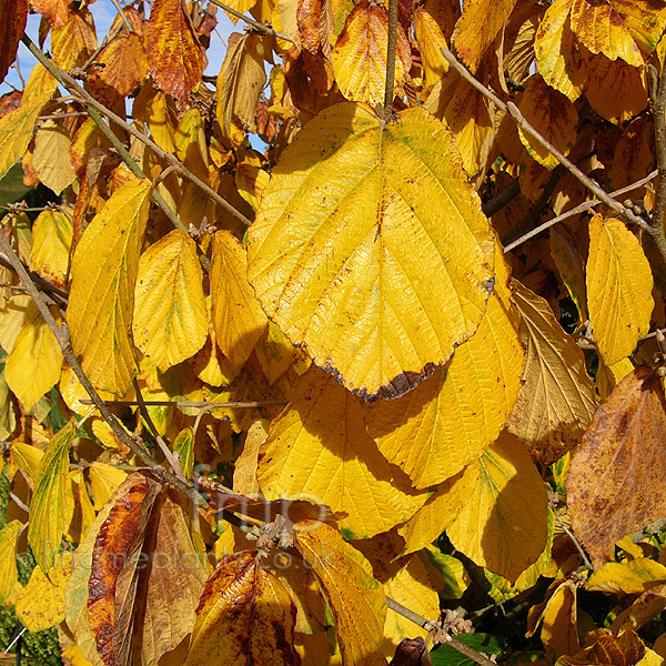 Big Photo of Hamamelis Mollis