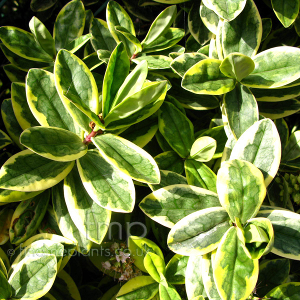 Big Photo of Hebe X Franciscana, Leaf Close-up