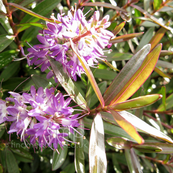 Big Photo of Hebe , Flower Close-up