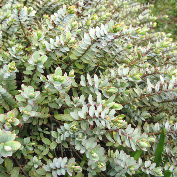 Big Photo of Hebe Pinguifolia