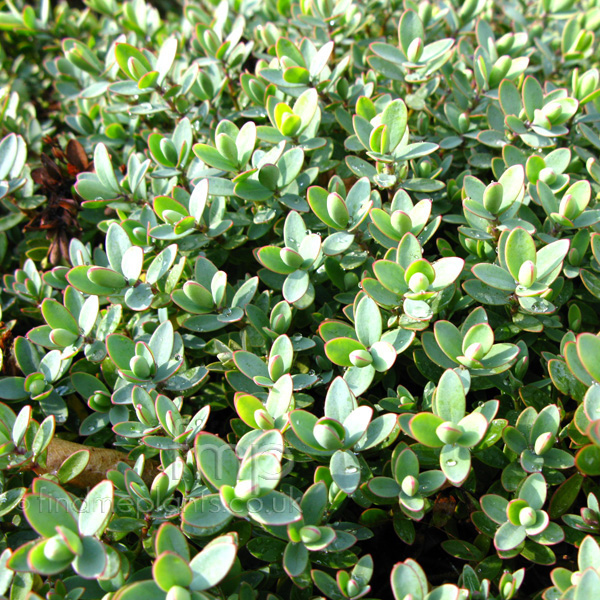 Big Photo of Hebe Pinguifolia, Leaf Close-up