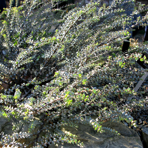 Big Photo of Hebe Pimeleoides