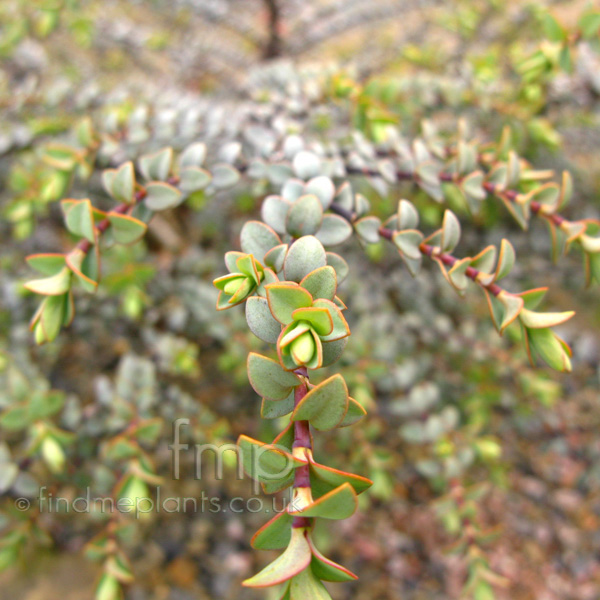 Big Photo of Hebe Pimeleoides, Leaf Close-up