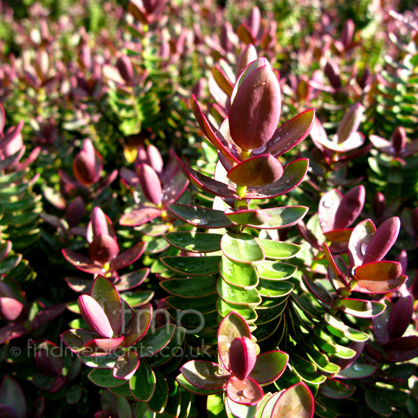 Big Photo of Hebe , Leaf Close-up