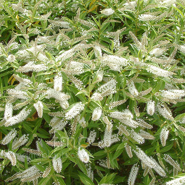 Big Photo of Hebe Salicifolia