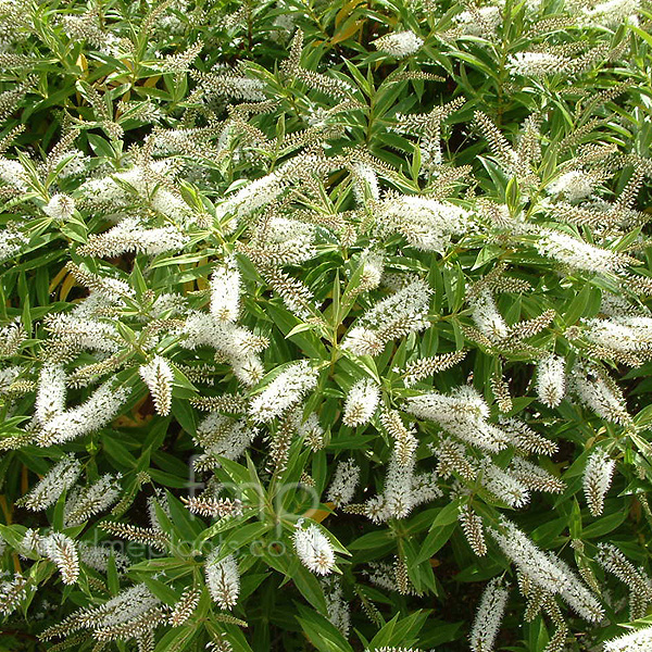 Big Photo of Hebe Salicifolia