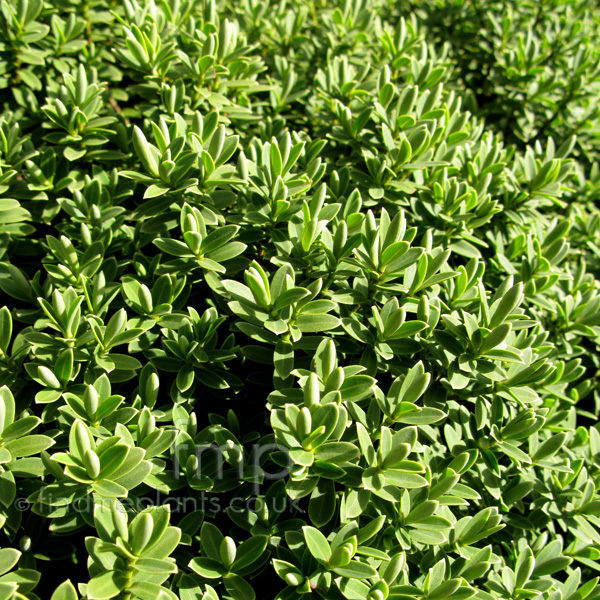 Big Photo of Hebe Topiara, Leaf Close-up