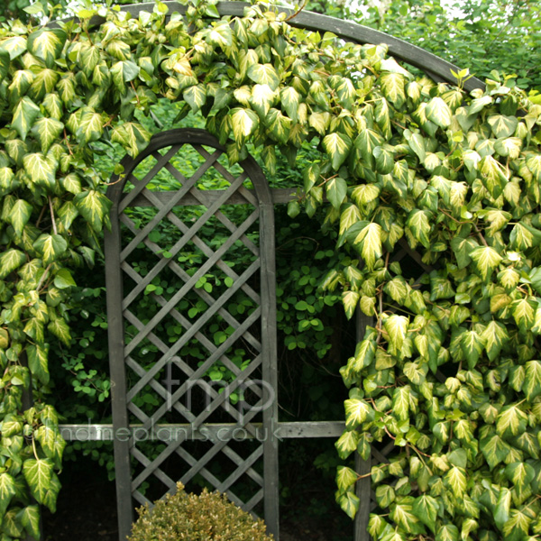 Big Photo of Hedera Colchica