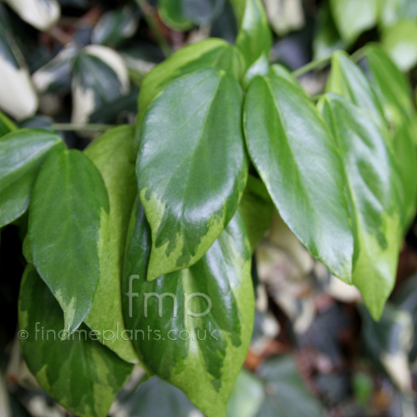 Big Photo of Hedera Colchica, Leaf Close-up