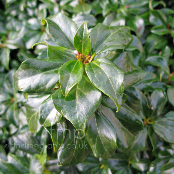 Big Photo of Hedera Rhombea