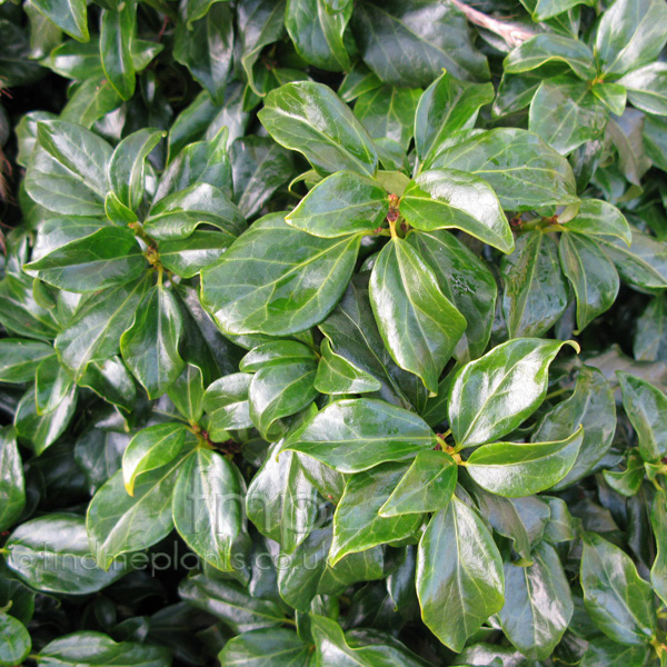 Big Photo of Hedera Rhombea