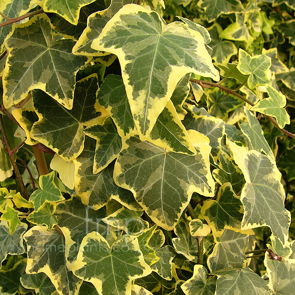 Big Photo of Hedera Helix