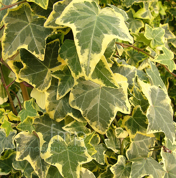 Big Photo of Hedera Helix