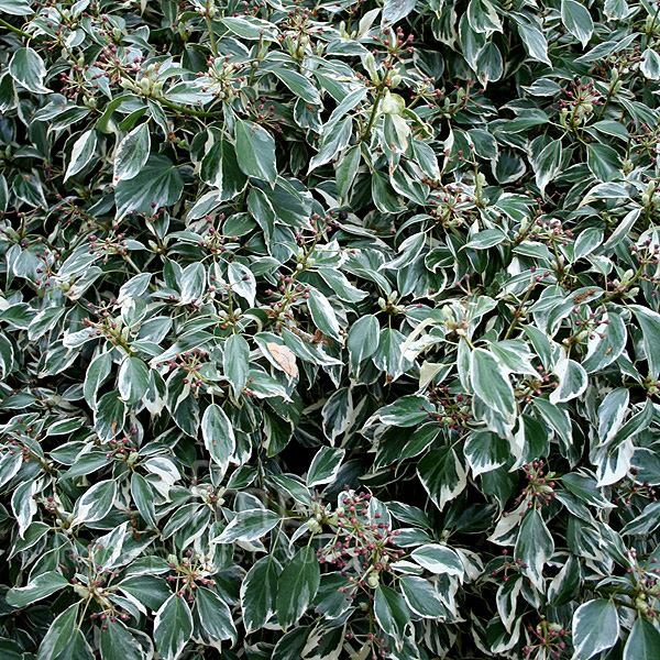 Big Photo of Hedera Helix