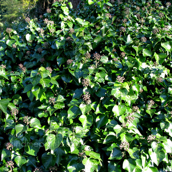 Big Photo of Hedera Helix