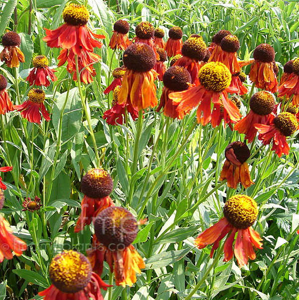 Big Photo of Helenium 