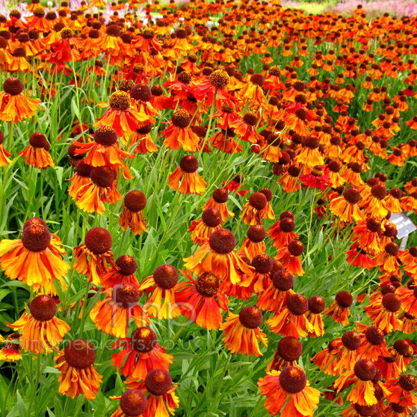 Big Photo of Helenium 