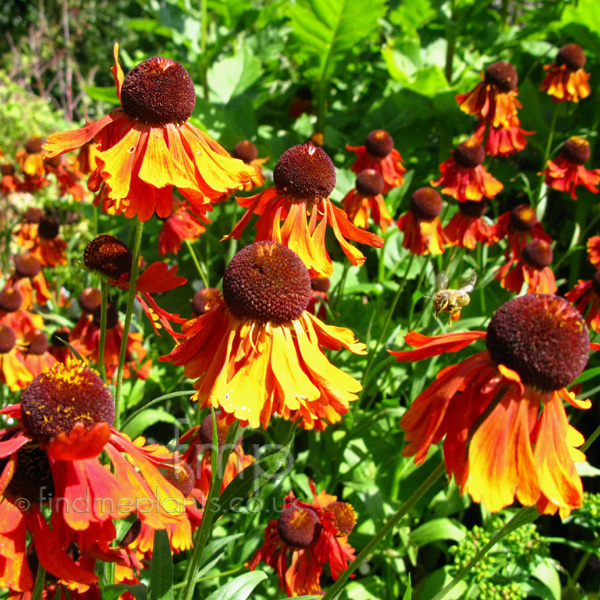 Big Photo of Helenium , Flower Close-up