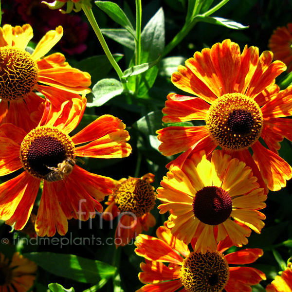 Big Photo of Helenium 