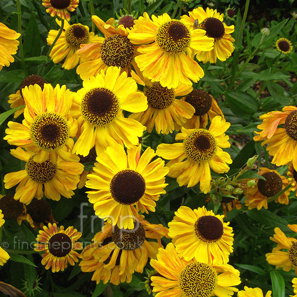 Big Photo of Helenium Autumnale