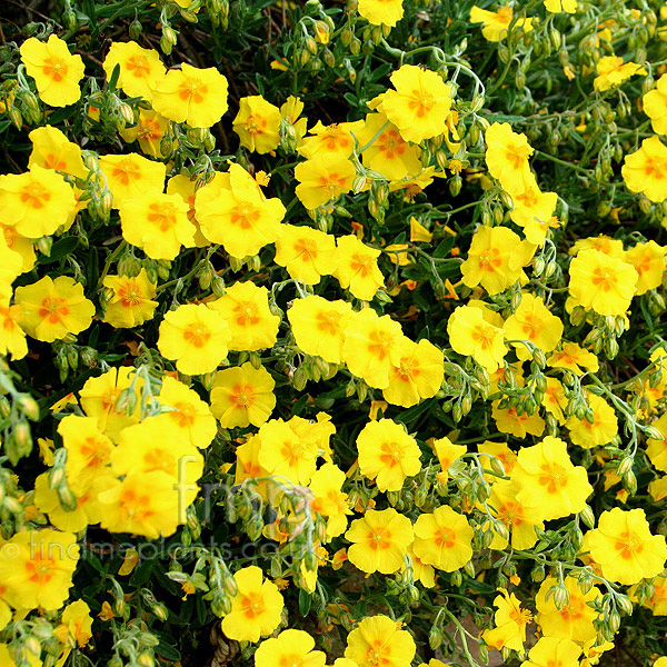 Big Photo of Helianthemum Ben Fhada