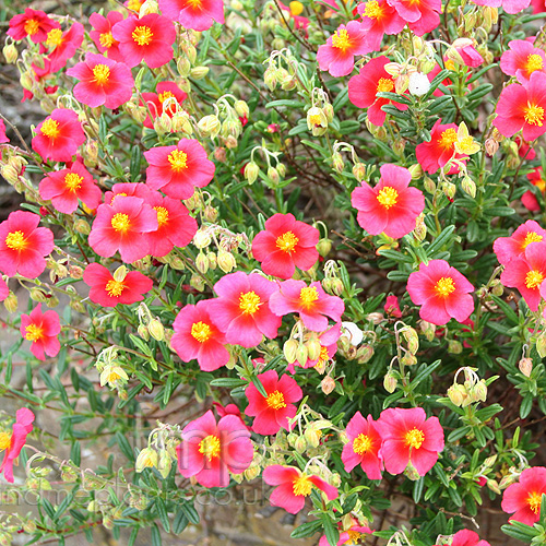 Big Photo of Helianthemum Ben Ledi