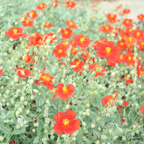 Big Photo of Helianthemum Chocolate Blotch