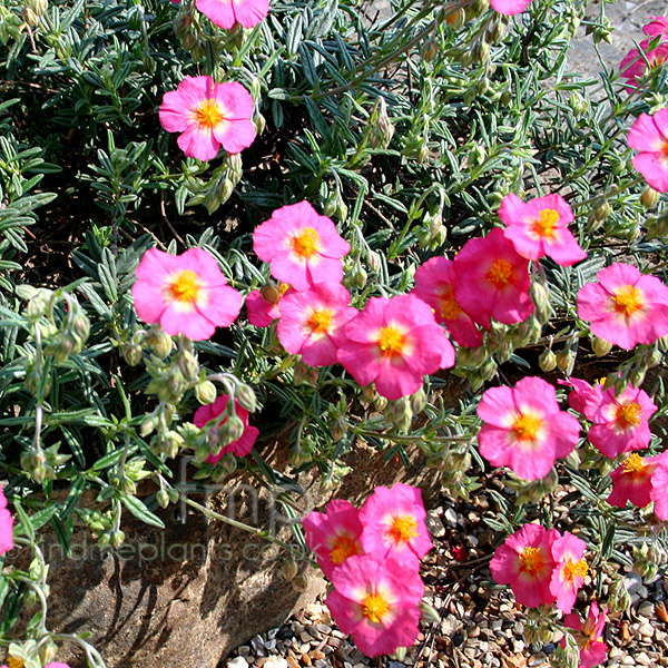 Big Photo of Helianthemum Georgeham