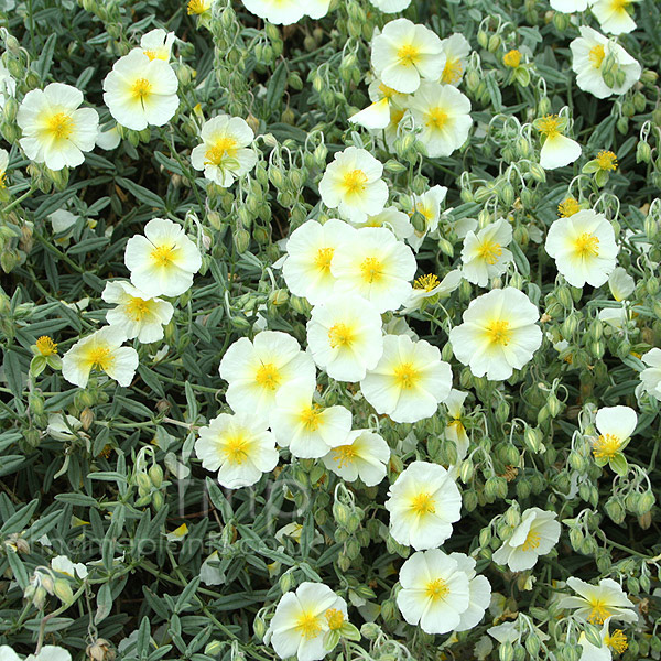 Big Photo of Helianthemum The Bride