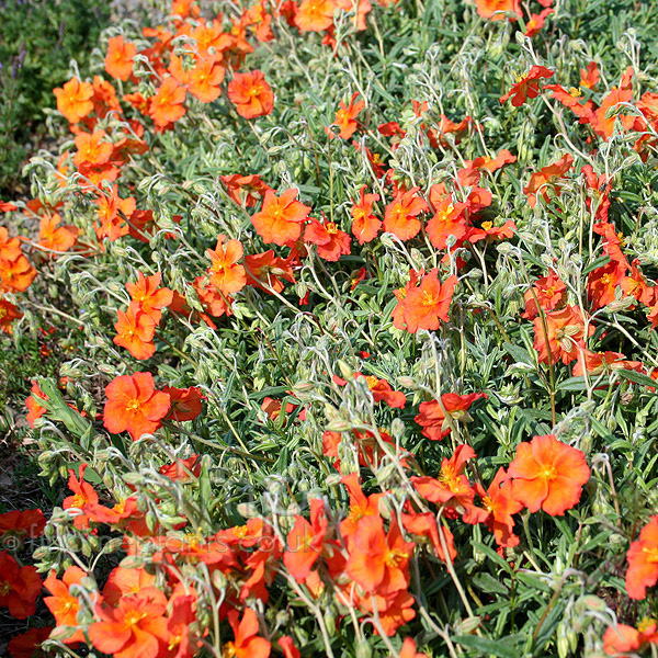 Big Photo of Helianthemum Welsh Flame