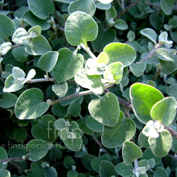 Big Photo of Helichrysum Petiolare, Leaf Close-up