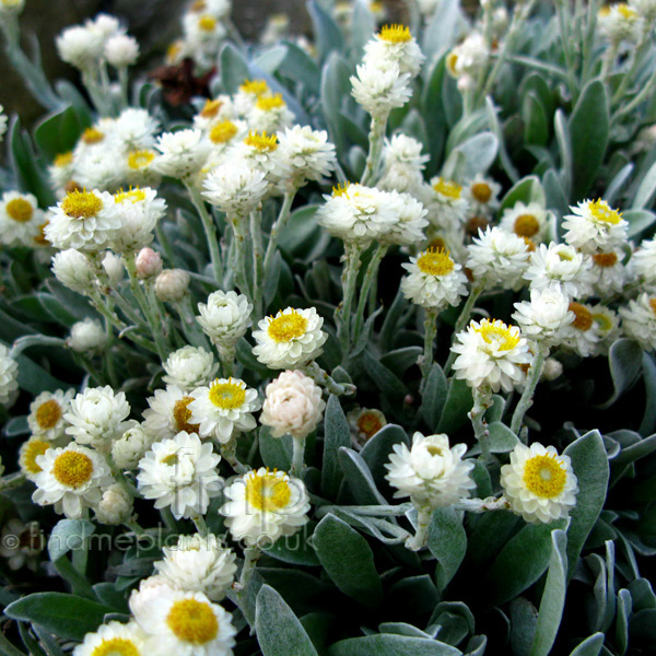 Big Photo of Helichrysum Sibthorpii, Flower Close-up