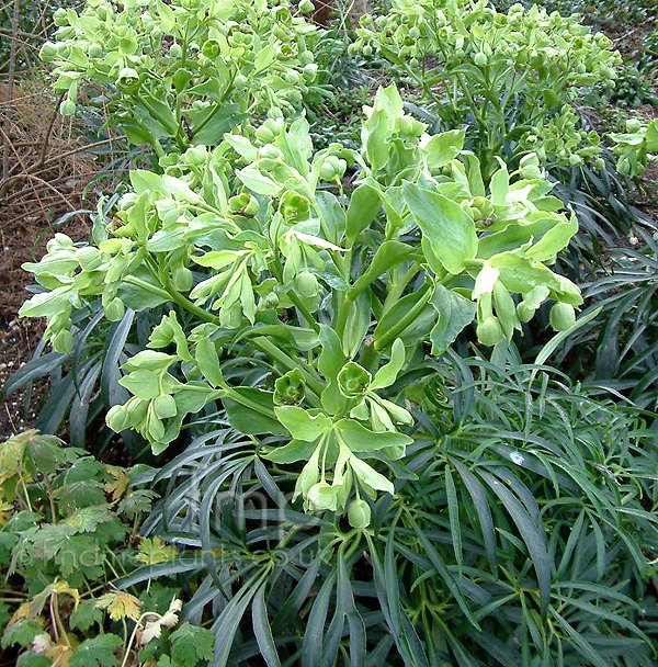 Big Photo of Helleborus Feotidus