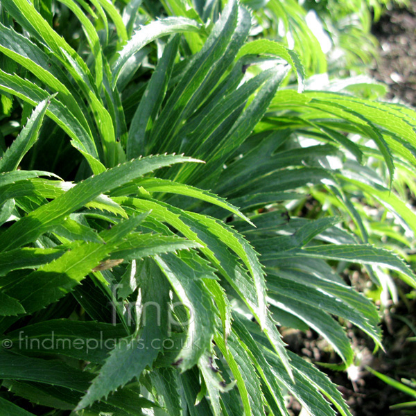 Big Photo of Helleborus Multifidus, Leaf Close-up