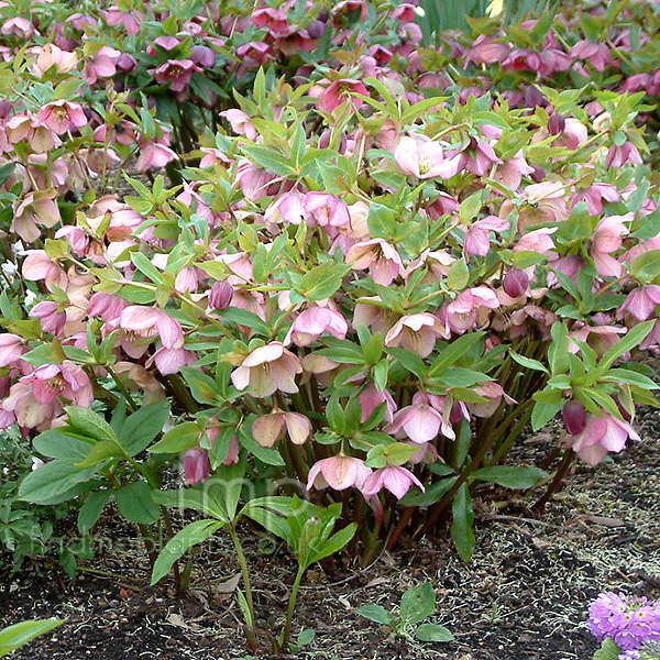 Big Photo of Helleborus Orientalis