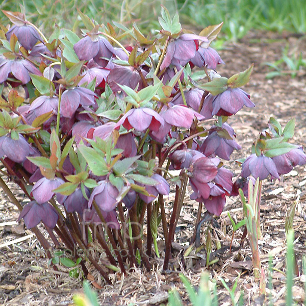 Big Photo of Helleborus X Hybridus