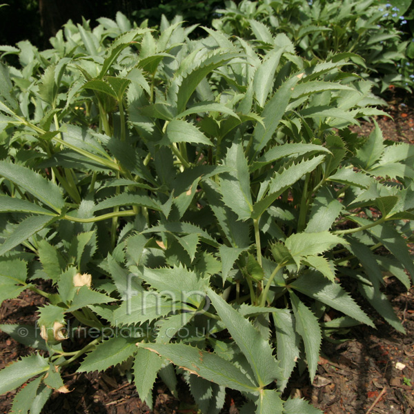 Big Photo of Helleborus Argutifolius