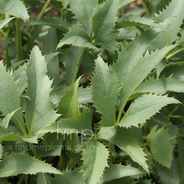 Big Photo of Helleborus Argutifolius, Leaf Close-up