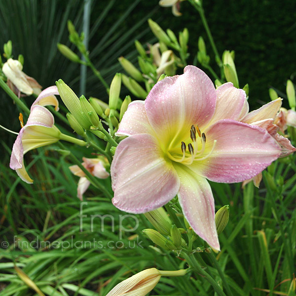 Big Photo of Hemerocallis 