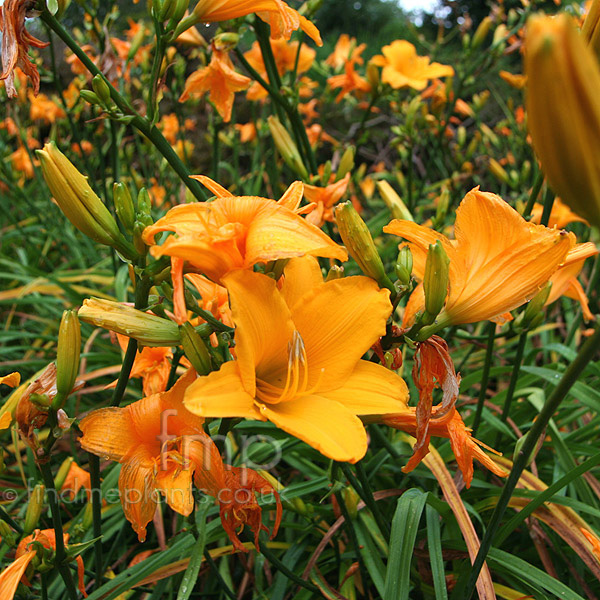 Big Photo of Hemerocallis 