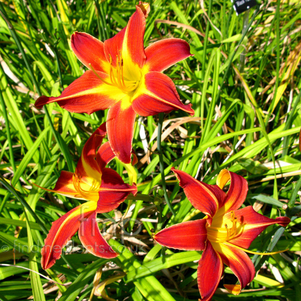 Big Photo of Hemerocallis 