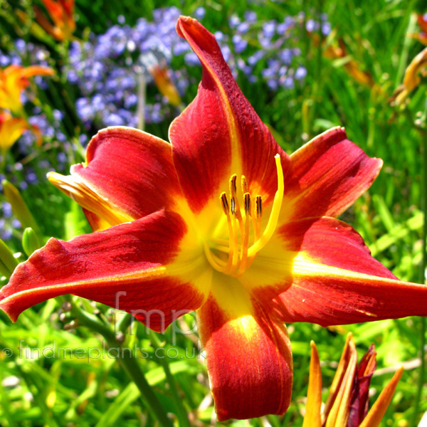 Big Photo of Hemerocallis , Flower Close-up