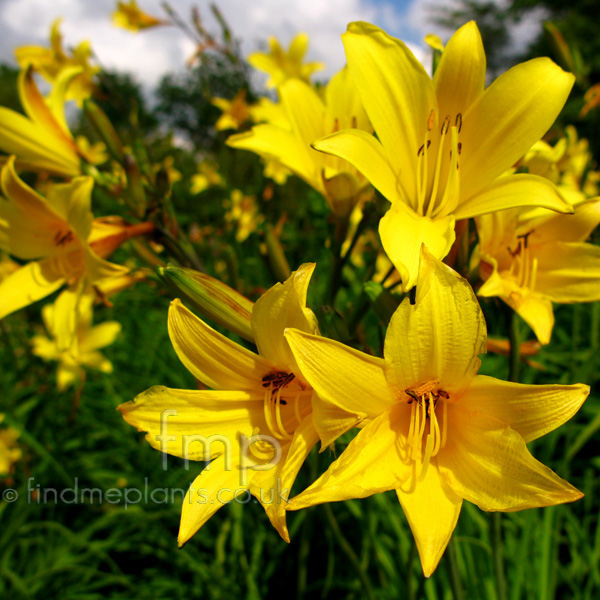 Big Photo of Hemerocallis Dumortieri, Flower Close-up