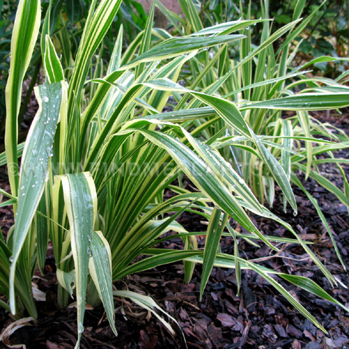 Big Photo of Hemerocallis Golden Zebra